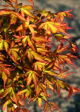 Acer palmatum Katsura 6 Litre - image 1