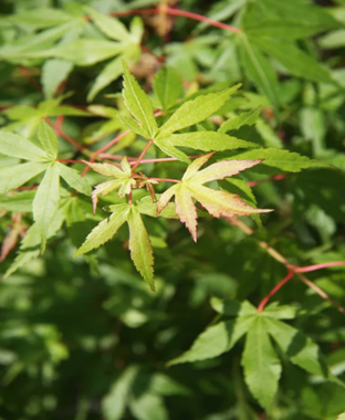 Acer palmatum Katsura 6 Litre - image 2