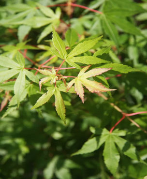 Acer palmatum Katsura 6 Litre - image 2