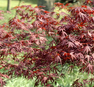 Acer palmatum Moonfire 6 Litre