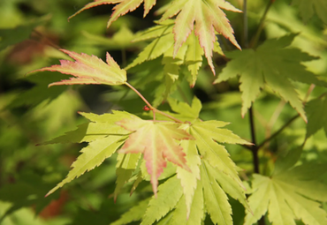 Acer palmatum Orange Dream 10 Litre