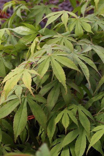 Acer palmatum Osakazuki 30 Litre - image 1