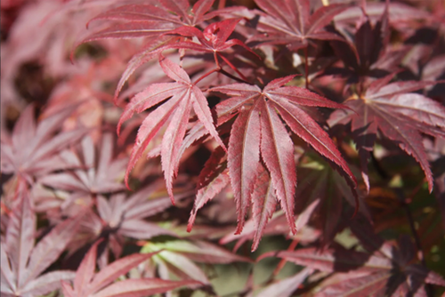 Acer palmatum Pixie 5 litre