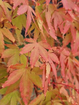 Acer palmatum Sangokaku 15 Litre