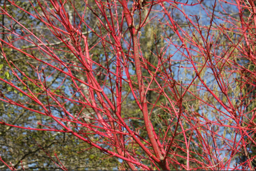 Acer palmatum Sangokaku 3 litre - image 2