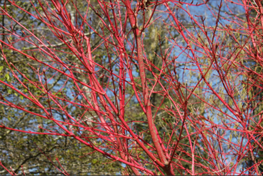 Acer palmatum Sangokaku 3 litre - image 2