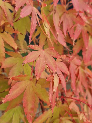 Acer palmatum Sangokaku 5 Litre