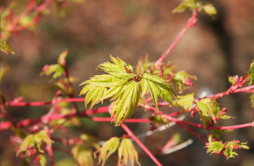 Acer palmatum sangokaku Specimen - image 1