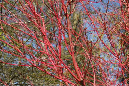 Acer palmatum sangokaku Specimen - image 2
