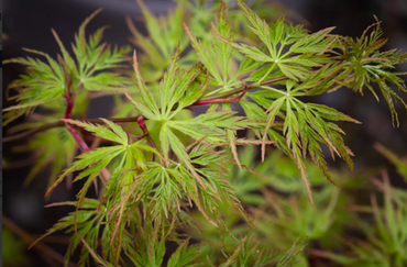 Acer palmatum Seiryu Green 5 Litre