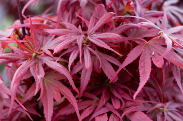 Acer palmatum Shaina 5 litre