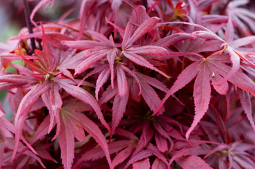 Acer palmatum Shaina 6 Litre