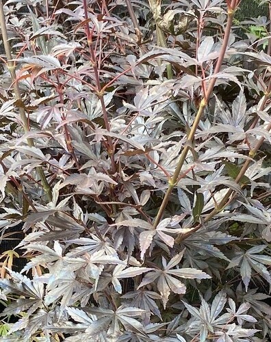 Acer palmatum Skeeters Broom 10 litre