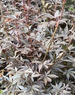 Acer palmatum Skeeters Broom 10 litre