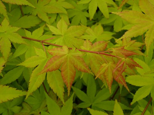 Acer palmatum Summer Gold 10 Litre