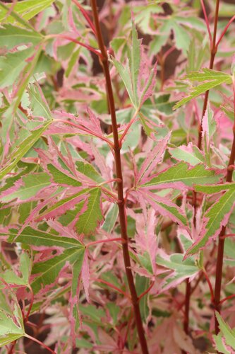 Acer palmatum Taylor 6 Litre