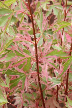 Acer palmatum Taylor 6 Litre