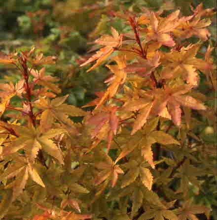Acer palmatum Winter Flame 50cm Stem 15 Litre