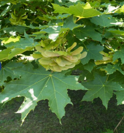 Acer platanoides 12 litre - image 1