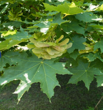 Acer platanoides 12 litre - image 1