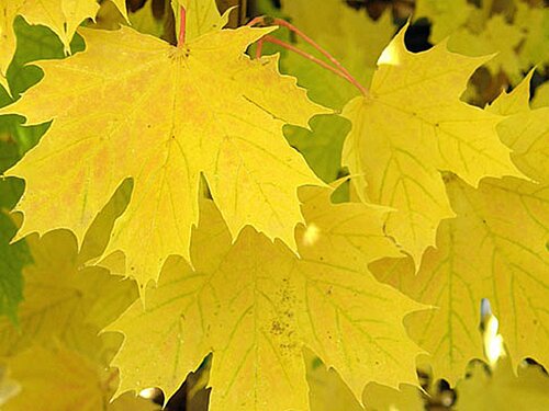 Acer Princeton Gold 12 Litre