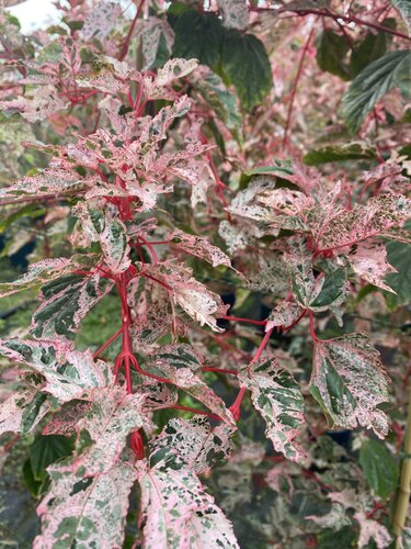 Acer Red Flamingo 12 Litre - image 1