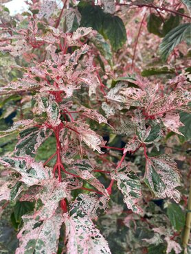 Acer Red Flamingo 12 Litre - image 1