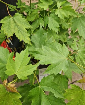 Acer rubrum Bumlebee 6 Litre