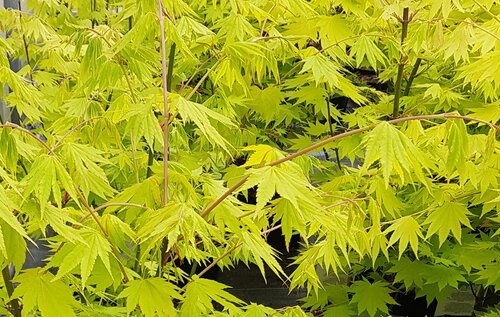 Acer shirasawanum Aureum 6 Litre