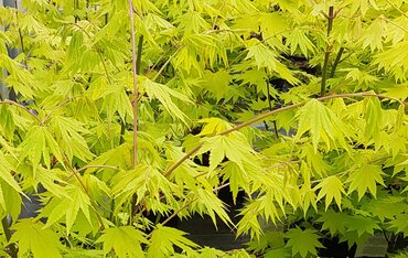 Acer shirasawanum Aureum 6 Litre