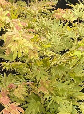 Acer shirasawanum Autumn Moon 40cm Stem 10 litre