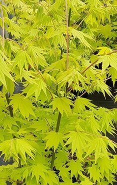 Acer shirasawanum Jordan 10 Litre