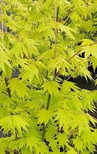 Acer shirasawanum Jordan 16.5 Litre - image 1