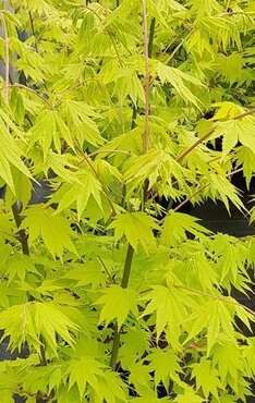 Acer shirasawanum Jordan 16.5 Litre - image 1