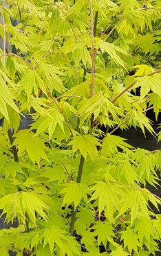 Acer shirasawanum Jordan 6 litre - image 1