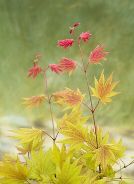 Acer shirasawanum Moonrise 10 Litre