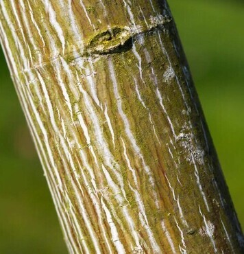 Acer Viper 12 litre