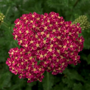 Achillea Cerise Queen 9cm