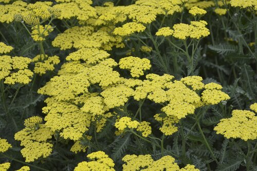 Achillea Cloth Of Gold 9cm