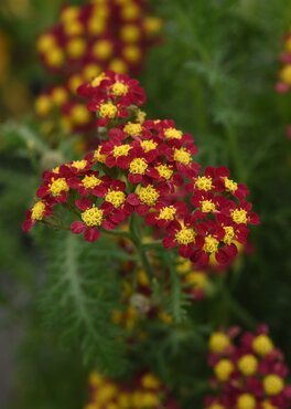 Achillea Milly Rock Cherry 2 Litre