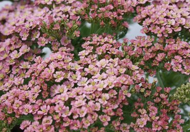 Achillea Milly Rock Pink 2 Litre