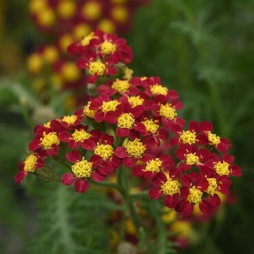 Achillea Milly Rock Red 2 Litre