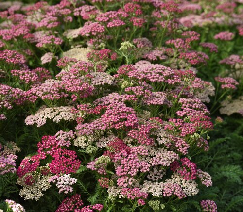 Achillea Milly Rock Rose 2 Litre