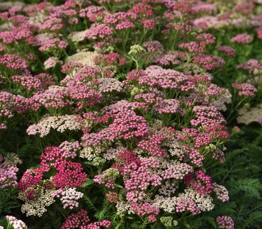 Achillea Milly Rock Rose 2 Litre