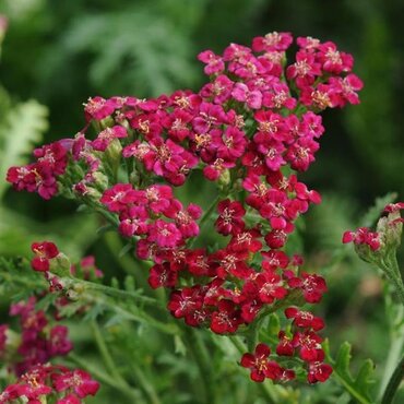 Achillea New Vintage Red 3 Litre