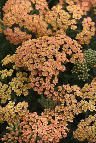 Achillea New Vintage Terracotta 3 Litre