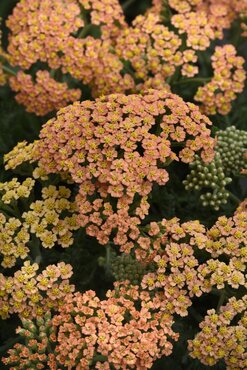 Achillea New Vintage Terracotta 3 Litre