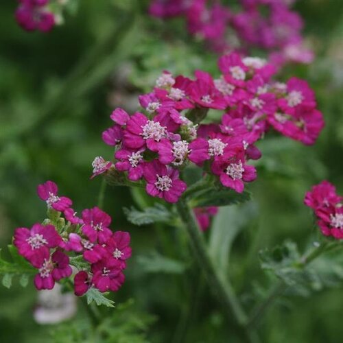 Achillea New Vintage Violet 3 Litre