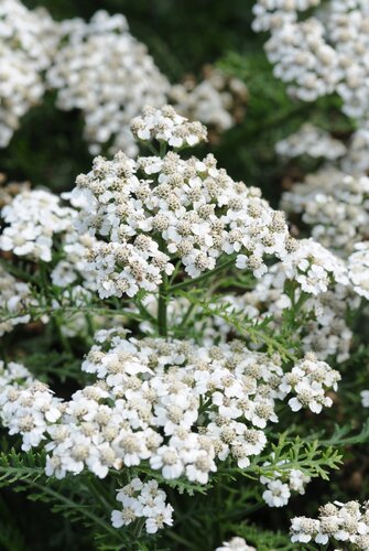 Achillea New Vintage White 3 Litre