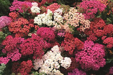 Achillea Summer Pastels 9cm
